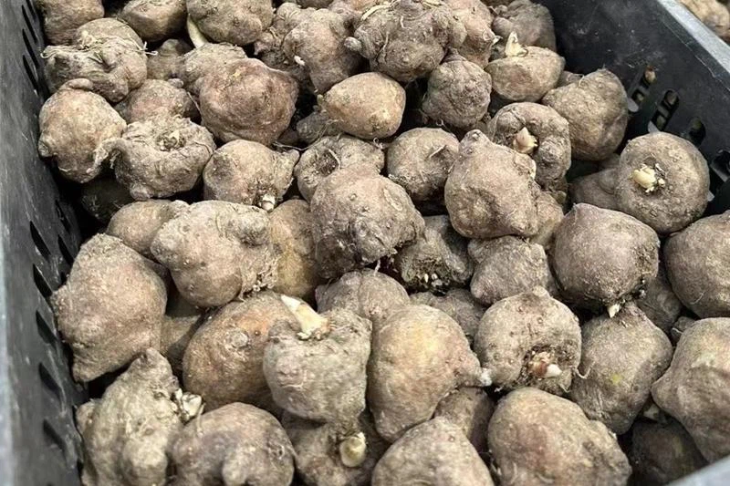 konjac plant konjac plant